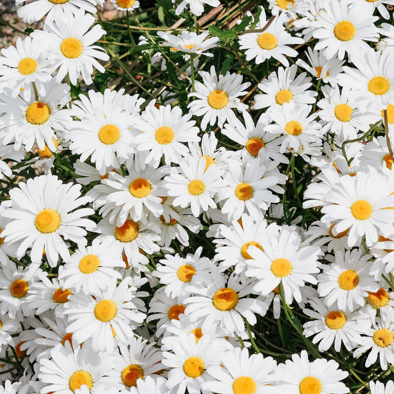 Photo of daisies.