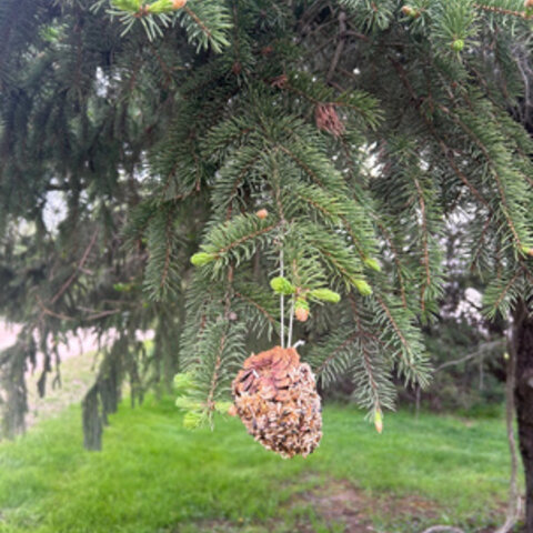 Pinecone Feeder