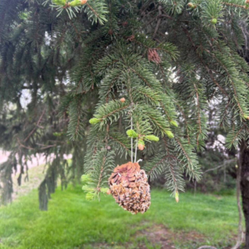 Pinecone Feeder Image