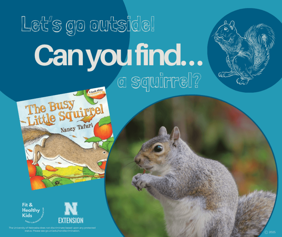 Can You Find A Squirrel Image