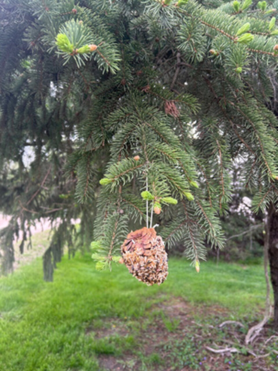 Pinecone Feeder Image